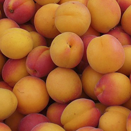 APRICOTS